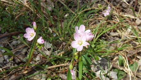 Spring Beauty