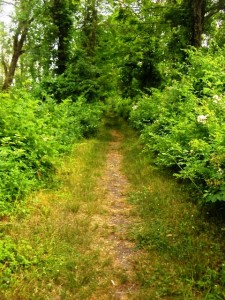 Wood Duck Trail